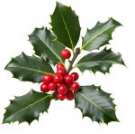 red_berries red_berries